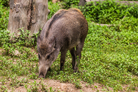 wild boar in the forest