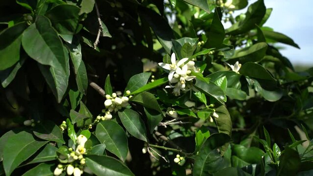 The orange tree blooms with white fragrant flowers