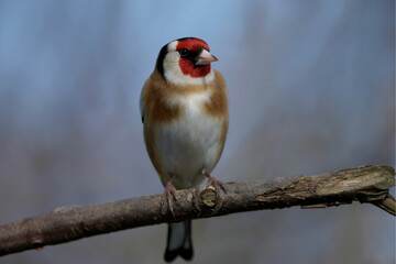 Goldfinch