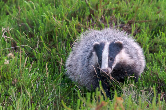 European badger among crowberry in the rural province of Drenthe, The Netherlands.