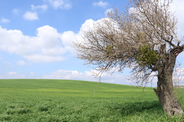 Obraz premium tree in the field