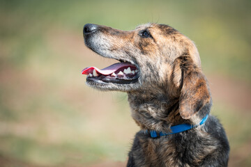 Homeless dog photography. This dog lives in the city park or on the streets where passersby can feed them. Photos are taken in adoption purposes