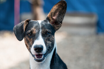 Homeless dog photography. This dog lives in the city park or on the streets where passersby can feed them. Photos are taken in adoption purposes