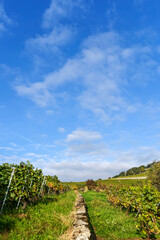 Obraz premium Matin d'automne dans les vignobles du Lavaux en Suisse 