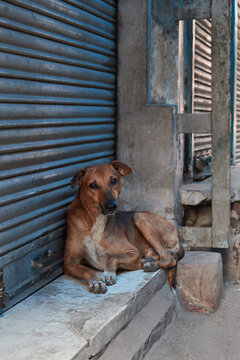 Amritsar, Punjab, India - Portrait of a street dog lying next to a shop entrance