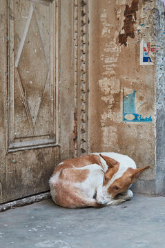 Amritsar, Punjab, India - Portrait of a street dog