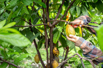 Cocoa farmer uses pruning shears to cut the cocoa pods or fruit ripe yellow cacao from the cacao tree. Harvest the agricultural cocoa business produces.