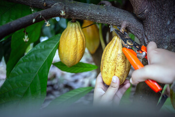 Cocoa farmer uses pruning shears to cut the cocoa pods or fruit ripe yellow cacao from the cacao tree. Harvest the agricultural cocoa business produces.