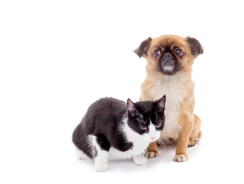 cat and dog isolated, png file