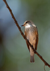 Spotted Flycatcher ( Muscicapa striata) Marakele National Park , South Africa