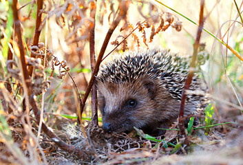 Hedgehog searching for food in the summer thicket © Rosengaard