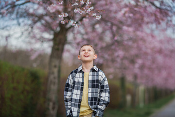Naklejka na ściany i meble Delightful blond-haired boy in plaid shirt and light-colored pants walks through the cherry blossom park. Spring. Flowers.