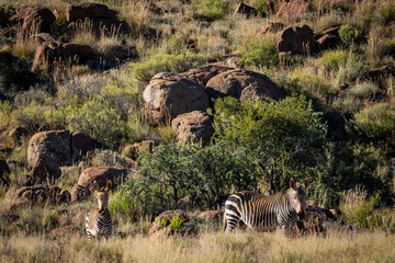 Cape mountain zebra (Equus zebra zebra) in typical Karoo habitat. Beaufort West, Western Cape. South Africa