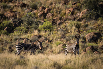 Fototapeta na wymiar Cape mountain zebra (Equus zebra zebra) in typical Karoo habitat. Beaufort West, Western Cape. South Africa