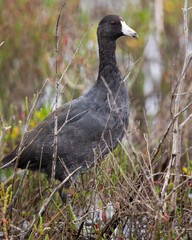 American Coot Perched