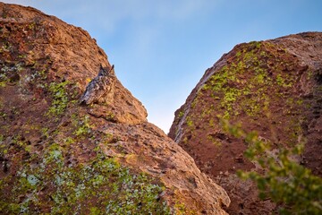 Female Great Horned Owl setting rock formations at City of Rocks State Park, New Mexico.
