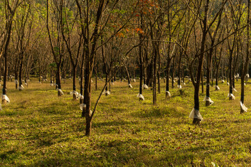close up of rubber tree plantation in golden light