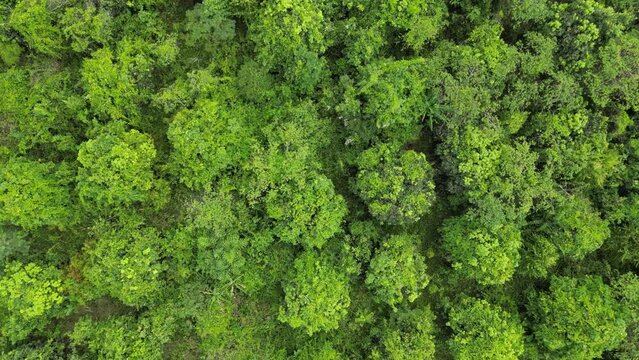 Drone Footage above Mango plantation in Kampot province, Cambodia 2-2