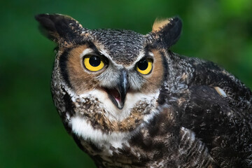 Great Horned Owl