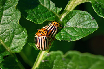 Colorado beetles mating on potato leaf. Potato bug - Leptinotarsa decemlineata. Parasites and insects in wildlife and agriculture