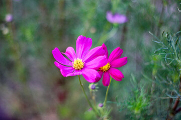 Fototapeta premium Yellow pollen and pink hooves.