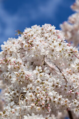 Fototapeta premium Itozakura blooming at the ruins of Konoe's residence in Kyoto Gyoen National Garden