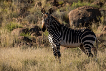 Cape mountain zebra (Equus zebra zebra) in typical Karoo habitat. Beaufort West, Western Cape. South Africa