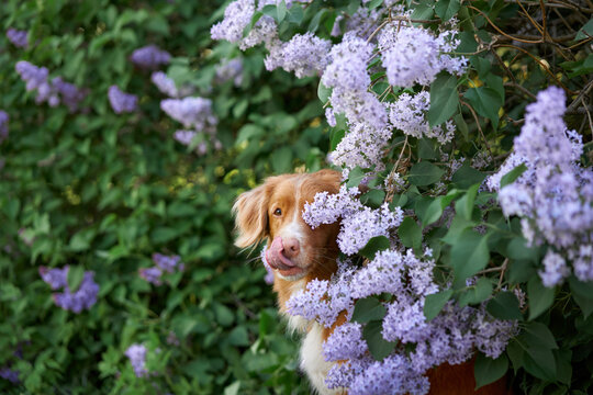 dog in lilac bushes. Happy. Nova Scotia duck tolling Retriever in nature, Pet portrait in bloom