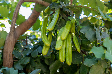 Carob tree , fresh green carob berries carob healthy food, Ceratonia siliqua (carob) - obrazy, fototapety, plakaty
