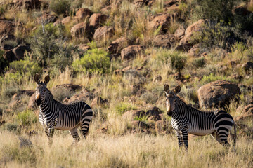 Cape mountain zebra (Equus zebra zebra) in typical Karoo habitat. Beaufort West, Western Cape....