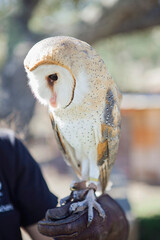 Beautiful white barn owl closeup