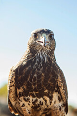 Bird Handling Hawk 