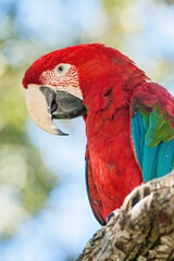 Colorful Macaw