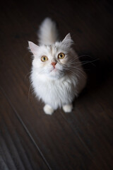 fluffy beige colored cat sitting on the floor looking up curiously. high angle view portrait with...