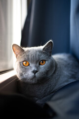british shorthair blue cat with orange colored eyes resting on window sill looking at camera. portrait with copy space