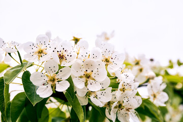 White flowers of a blooming garden close-up. Pear tree in blossom close-up. Gardening and garden care. Beautiful natural wallpaper. Delicate beauty. Spring mood. Detail of a orchard. Cultivated plant