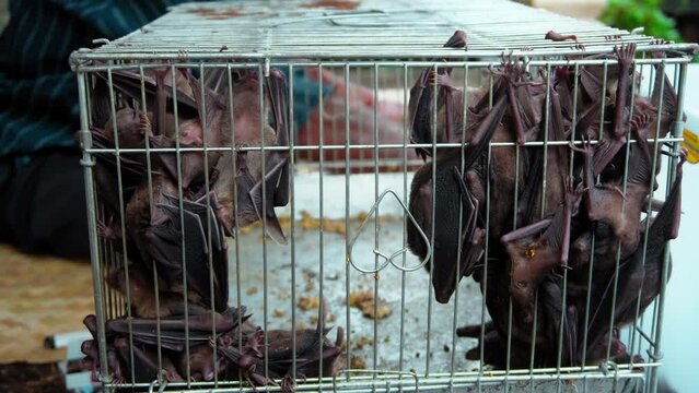 Bats sitting in a cage, standing in a street market in Indonesia.
