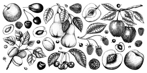 Berry and fruit illustrations set. Hand drawn fruit trees - cherry, plum, apple, peach, apricot, raspberry, strawberry in sketch style. Healthy food drawing in vintage style. - 584331859