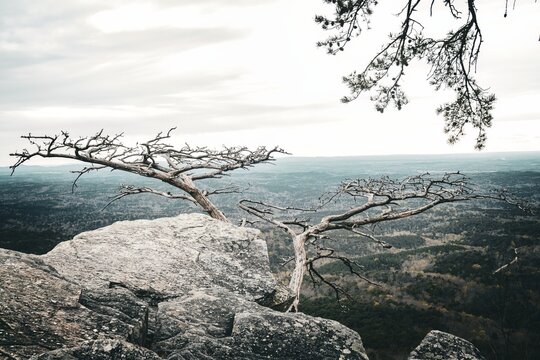 Sunset In The Mountains From Tree Stretching Out From Rock Cliff On Top Of Cheaha Mountain In Alabama State Park