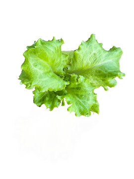 Isolated fresh salad in a vertical view 
