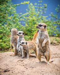 meerkat on the lookout