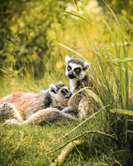 Obraz premium ring lemur