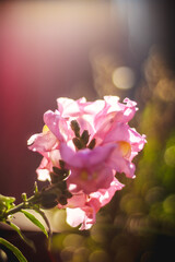 pink flowers in the garden