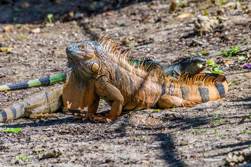 A view of a male iguana beside the Belize River in Belize on a sunny day