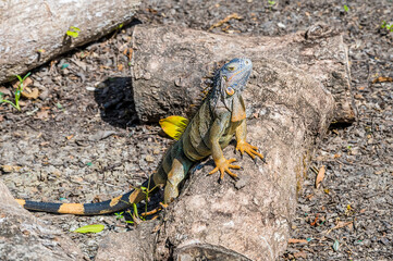 A view of a young male iguana bashing in the sun beside  the Belize River in Belize on a sunny day