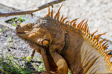 A close up view of a male iguana beside the Belize River in Belize on a sunny day