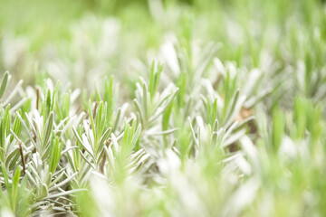 Natural green abstract background from nature with plants and sunlight for ecology and environment