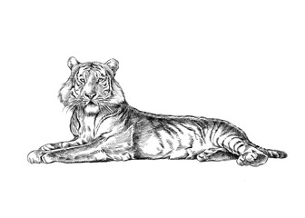 tiger 