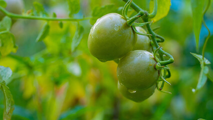 Ripe green tomato with water droplets on green leaf background