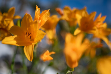 Mostly blurred orange yellow flowers on blue sky background. Yellow daylily